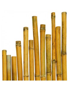 Canna di Bambù Naturale - DIMENSIONI: 35-40ØX300cm